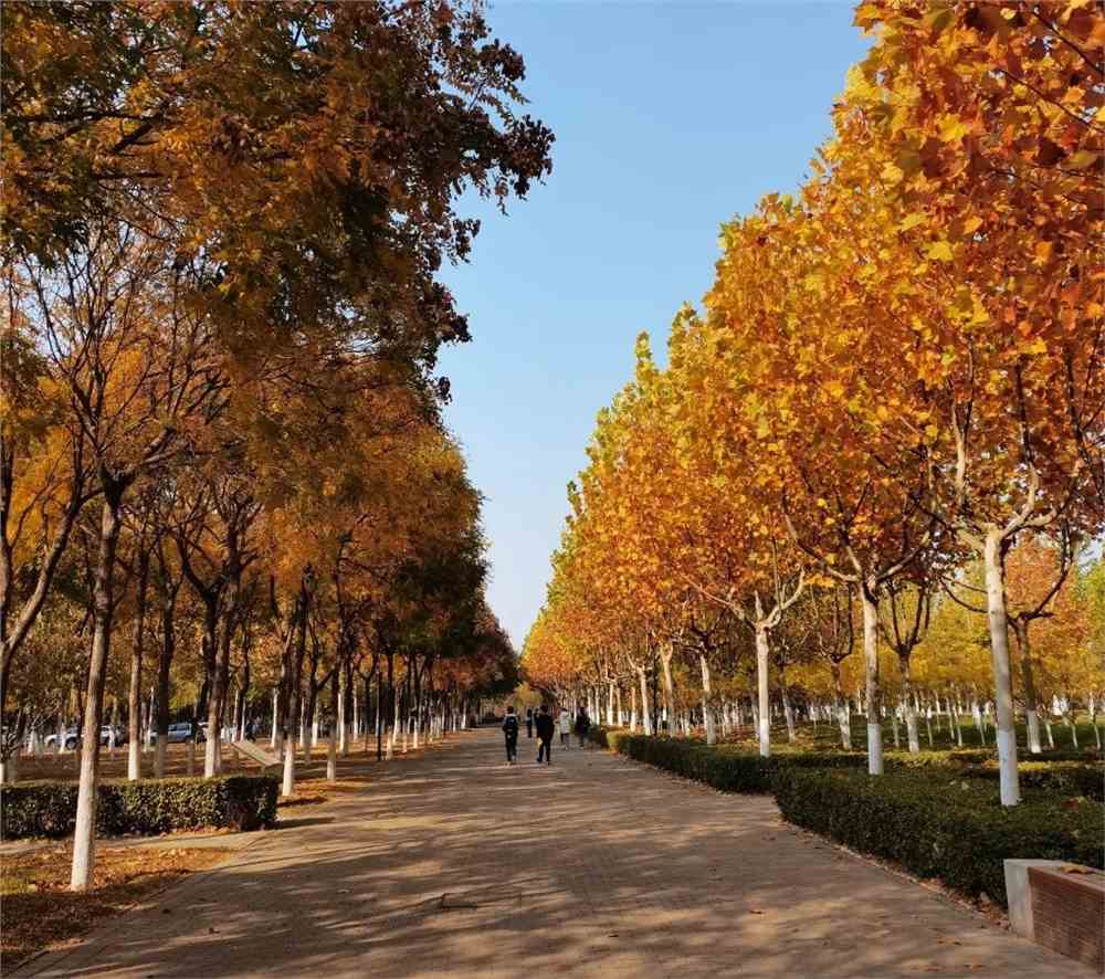 autumn 秋日暖阳