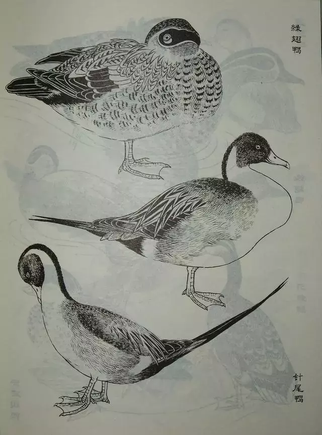 鸟类白描大全