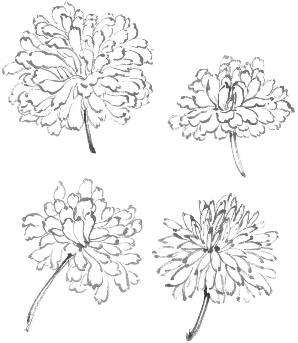 国画教程简单易学的写意菊花菊叶画法步骤