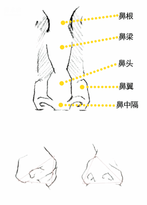 【品川·分享】速写解析 | 速写中鼻子与嘴的画法解析