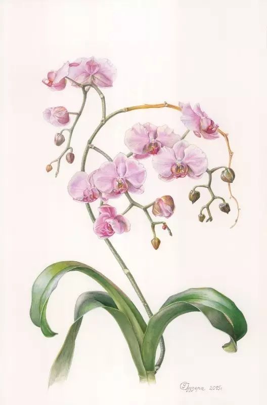 她用彩铅画出来的花卉 清幽散发着浓浓的芳香_素描_零二七艺考