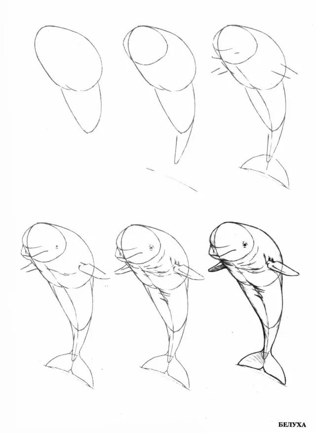这50个海洋生物画法快拿去收藏