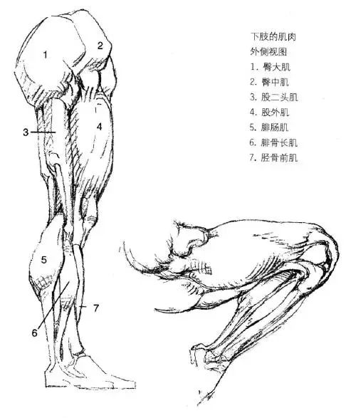 伯里曼人体结构绘画教学