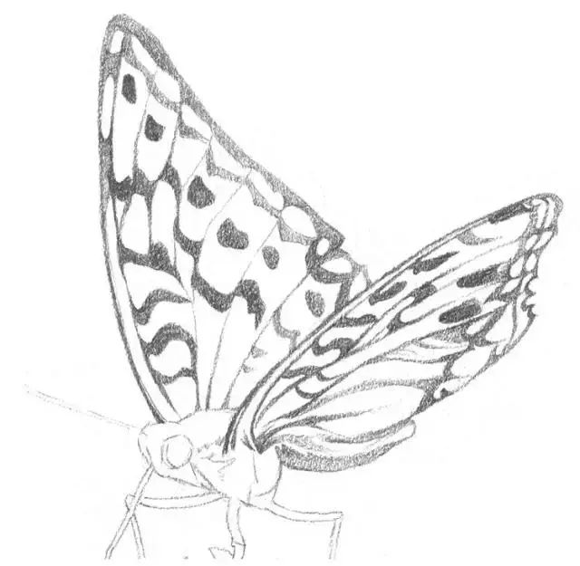 素描花儿与蝴蝶
