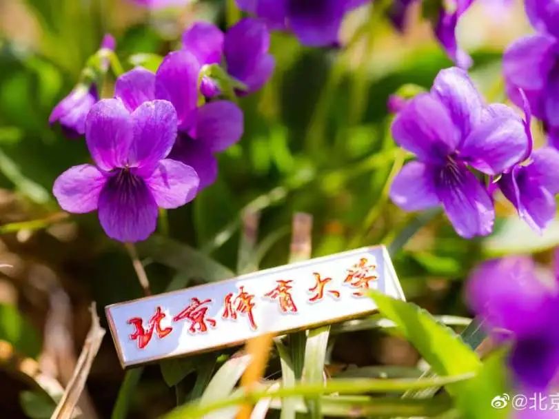 北京体育大学