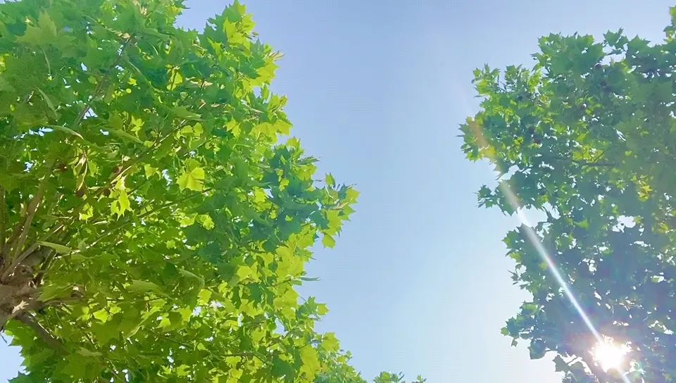 我们虽顶着炎炎烈日 但明媚的阳光让心情更加开朗
