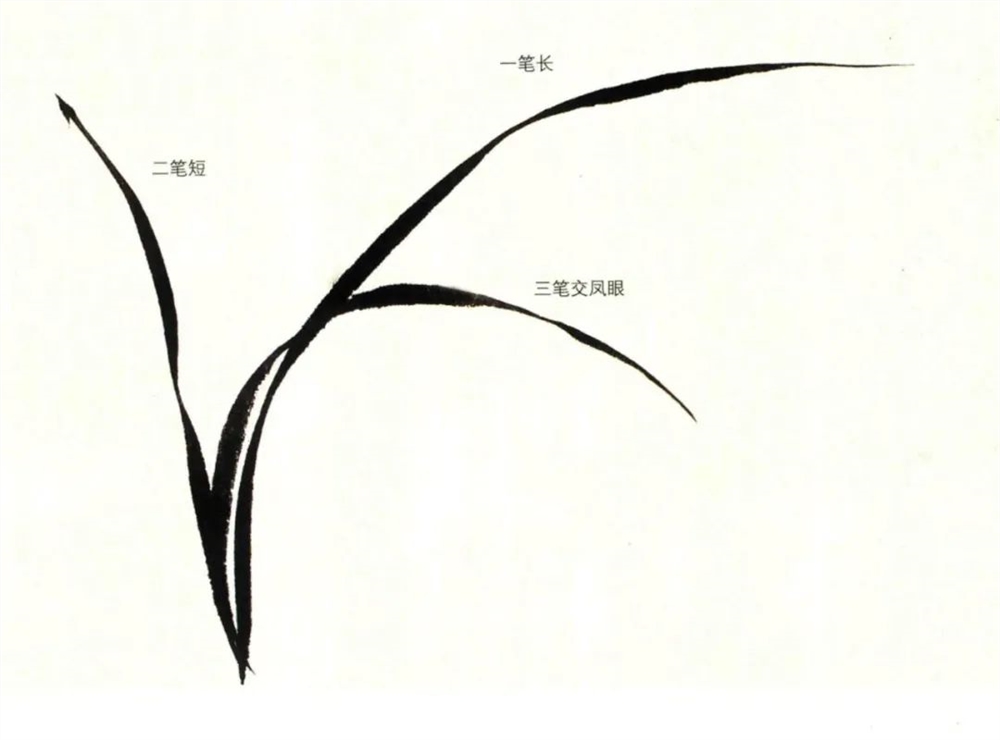 三笔的穿插 一笔长,二笔短,三笔交凤眼是最简单的画兰方法,也是画兰的