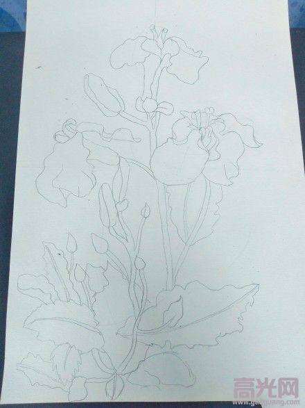 铅笔画图片唯美花朵彩铅二月兰步骤图