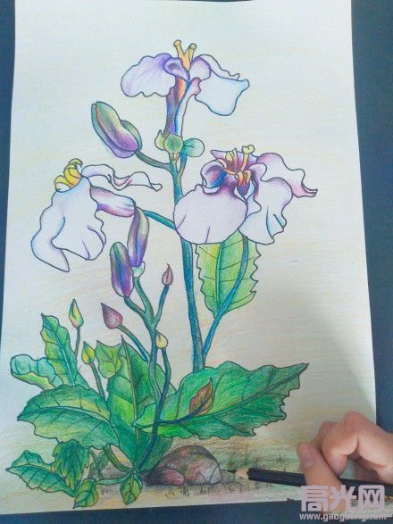铅笔画图片唯美花朵彩铅二月兰步骤图