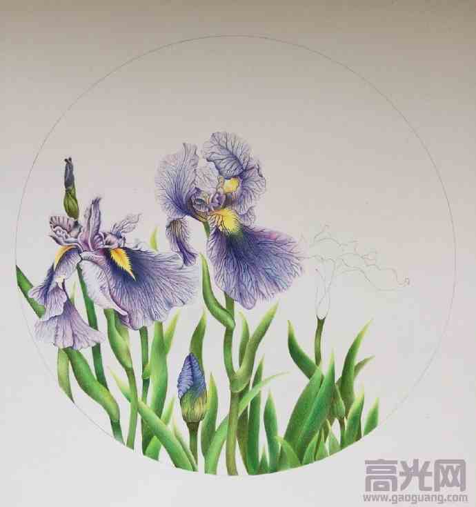 铅笔画鸢尾花的步骤教你画一朵美丽的鸢尾花