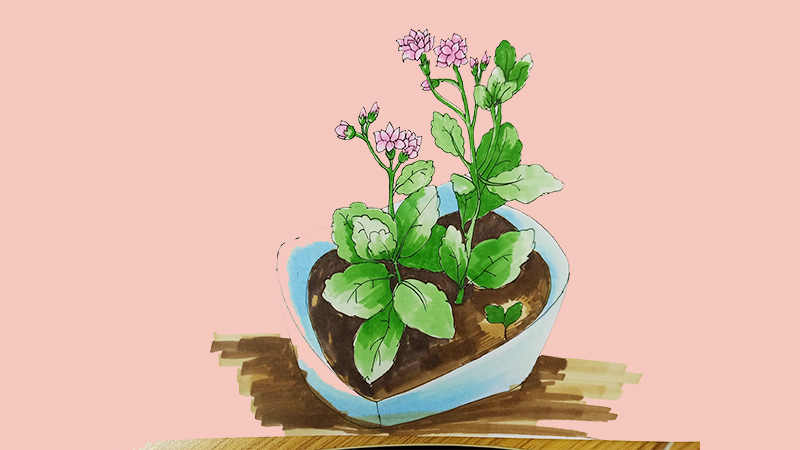 长寿花简笔画_绘画教程_零二七艺考