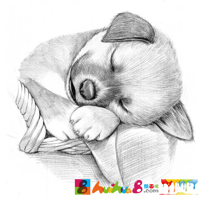 一组素描狗狗图片欣赏
