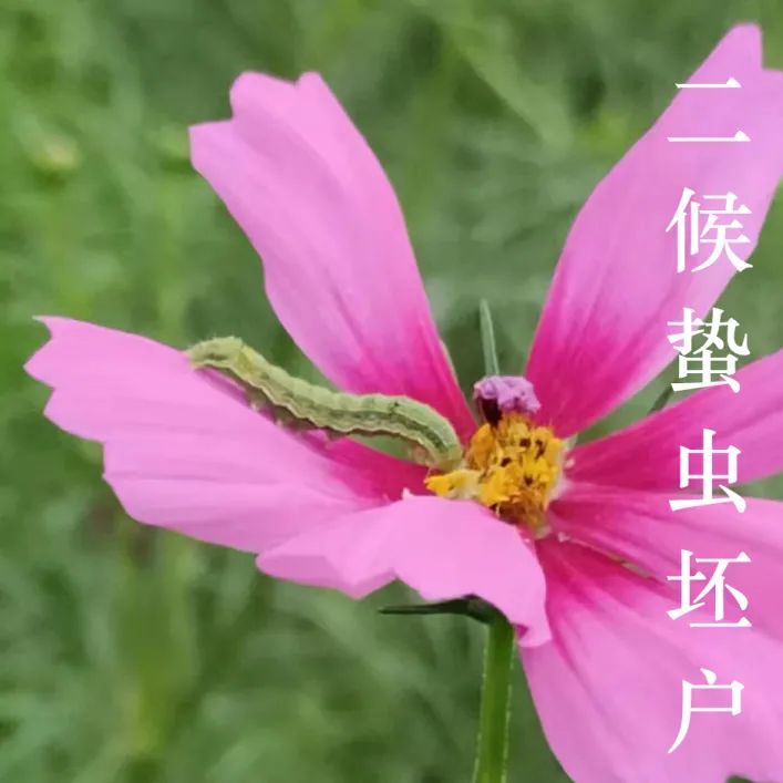 二候蛰虫坯户 天气变冷,蛰居的小虫开始藏入穴中,并用细土将洞口封起