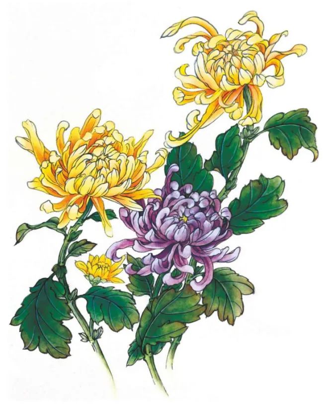 工笔菊花的基础画法_国画教程大全_零二七艺考