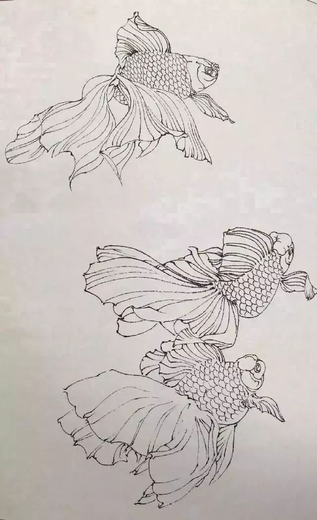 国画教程工笔画金鱼详细教程