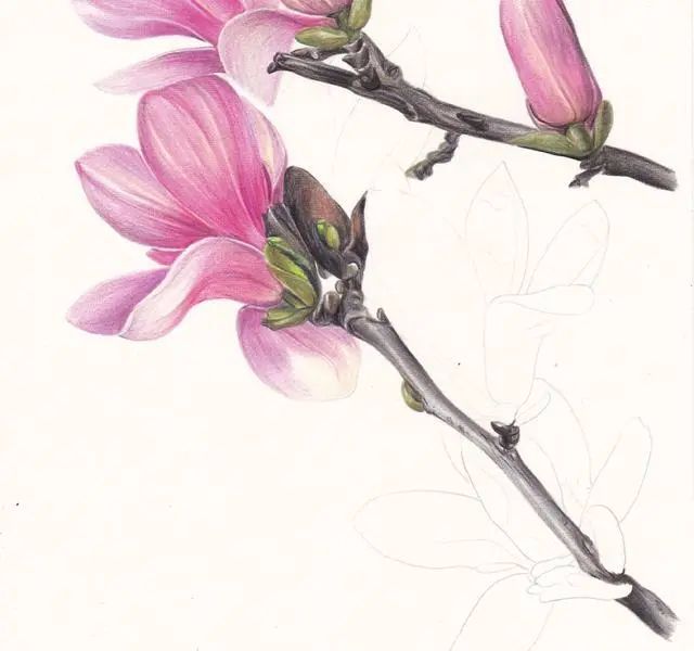 彩铅花卉紫玉兰画法与步骤