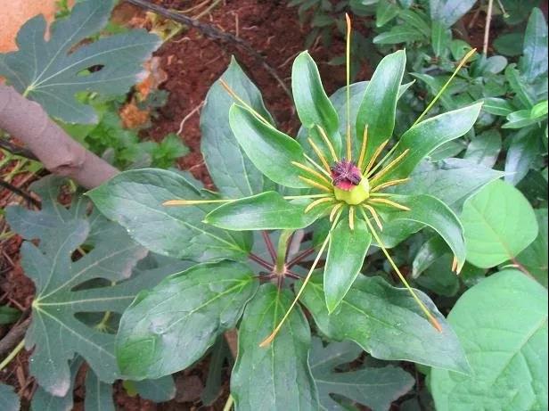 重楼花粉功效与作用重楼花粉能治疗肝癌吗
