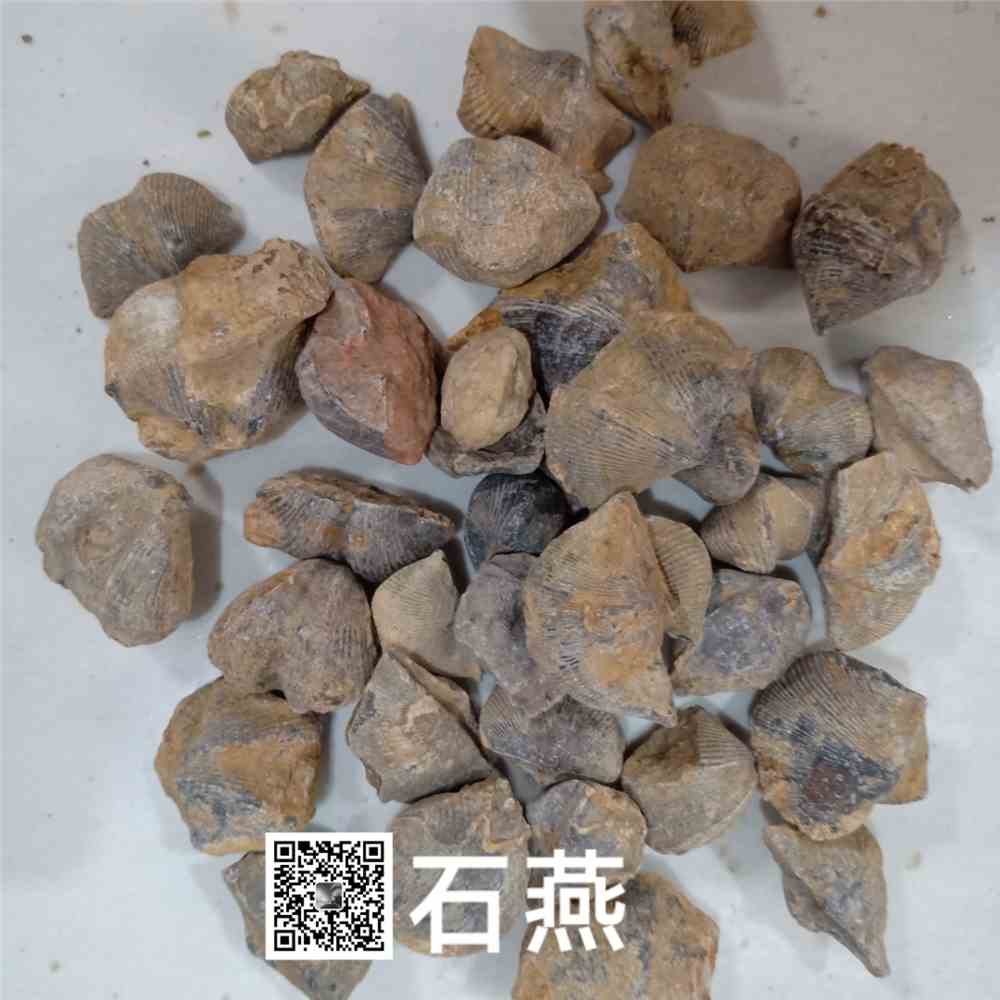 石燕鸟的功效与作用石燕的功效与作用及中药禁忌