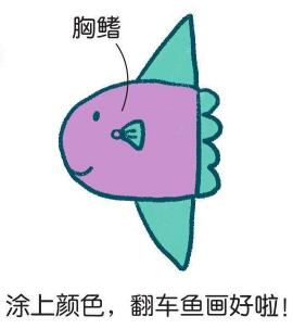 海里的翻车鱼简笔画图片大全画法步骤详解动物简笔画