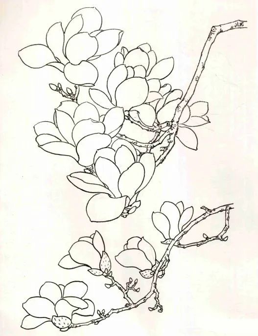 国画教程工笔玉兰画法示范