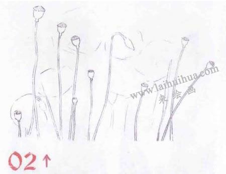 罂粟花的水彩画法步骤图示解析