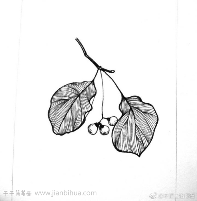 一组黑白线描树叶简笔画树叶简笔画