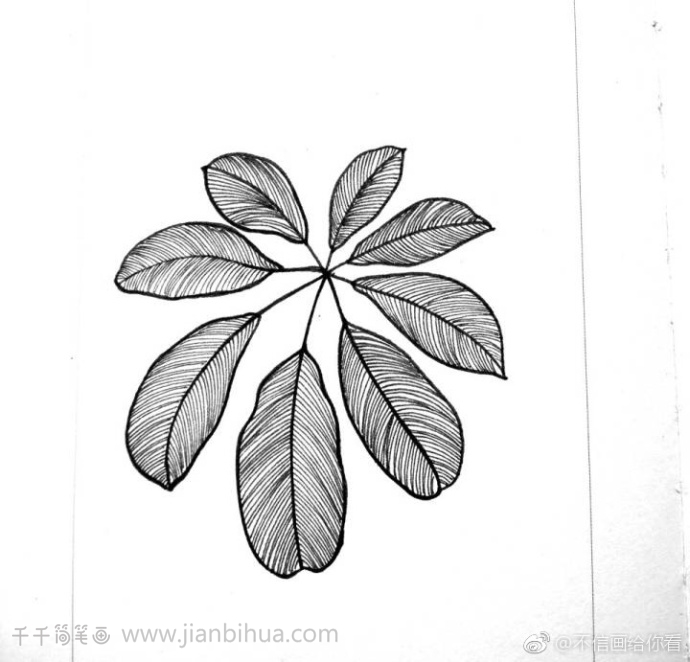 一组黑白线描树叶简笔画树叶简笔画