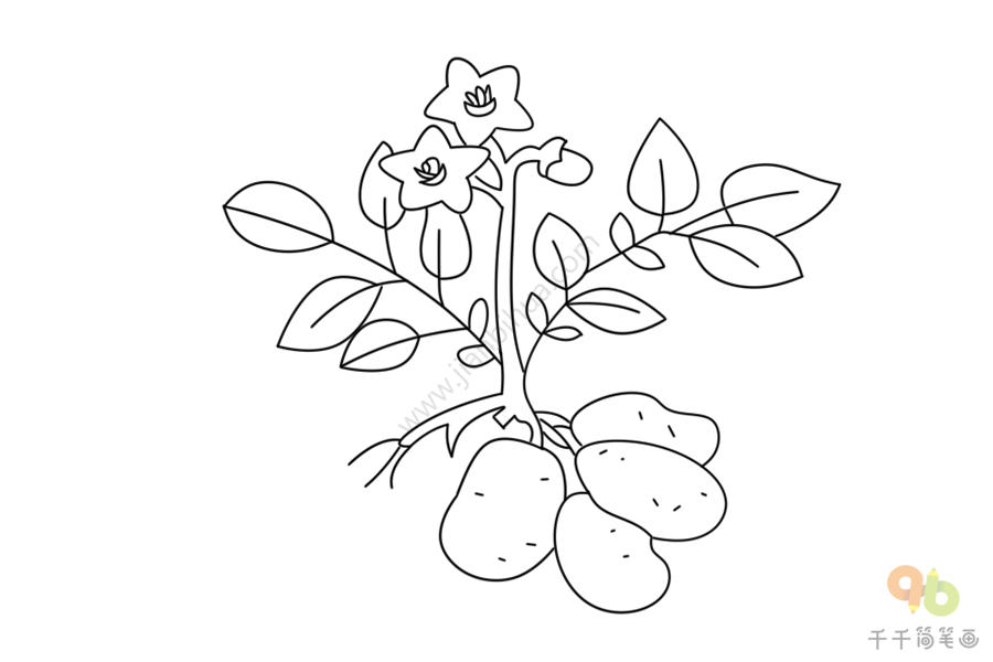 简笔画生机勃勃的马铃薯简笔画图片蔬菜简笔画
