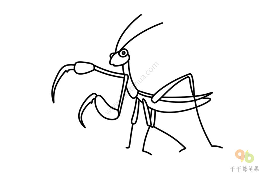 惊讶的螳螂简笔画昆虫简笔画