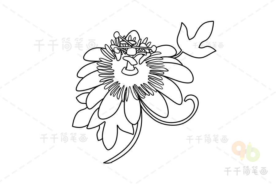 西番莲花简笔画步骤图花朵简笔画