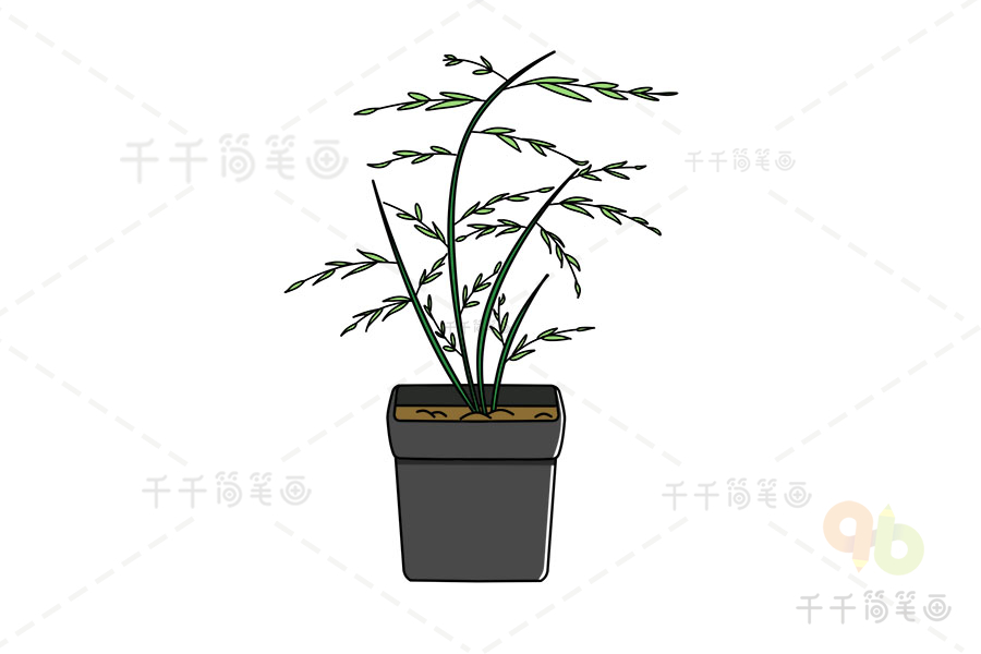 文竹简笔画盆栽简笔画