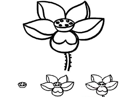 简笔画花:荷塘月色_简笔画花