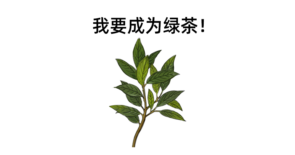 红茶长在红茶树上,绿茶长在绿茶树上?