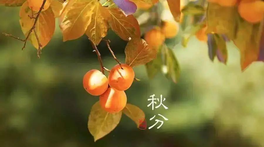 秋分 秋意浓,丰收至