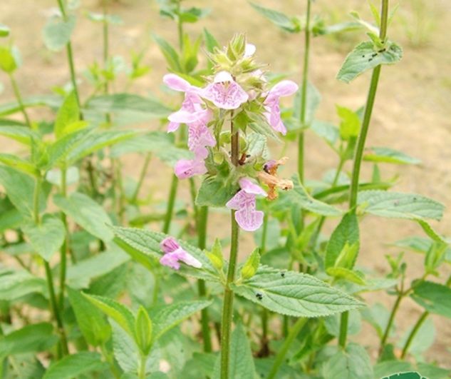对节草的功效与作用对节草煎服有什么作用