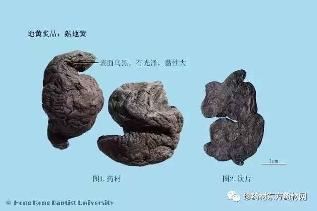 中药生地黄的功效与作用(生地黄怎么泡水喝)