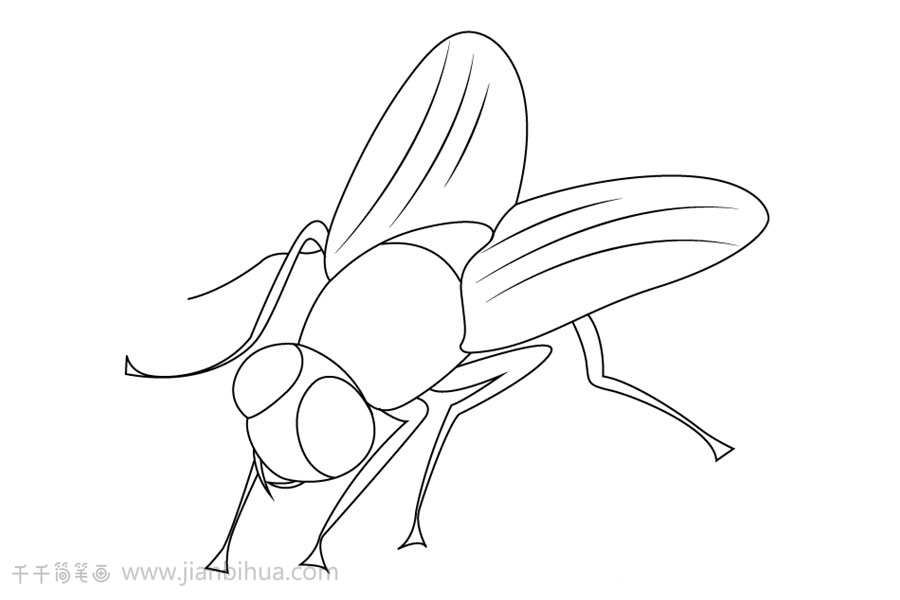 4种苍蝇简笔画画法昆虫简笔画