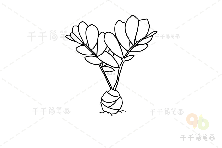 南美铁树简笔画教程盆栽简笔画