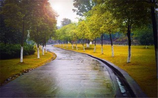 重慶大學,招生計劃
