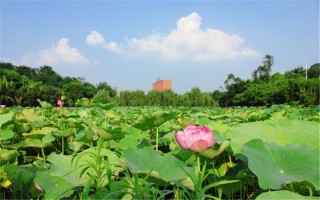 慶大學2022新疆招生計劃,重慶大學招生人