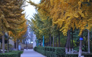河北大學,錄取分數線,圖書館學專業
