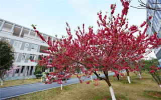 桂林信息科技学院