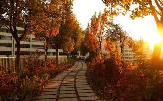 青岛恒星科技学院,录取分数线,空中乘务专业