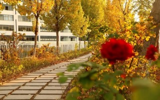 青岛恒星科技学院,录取分数线,管理科学与工程类专业